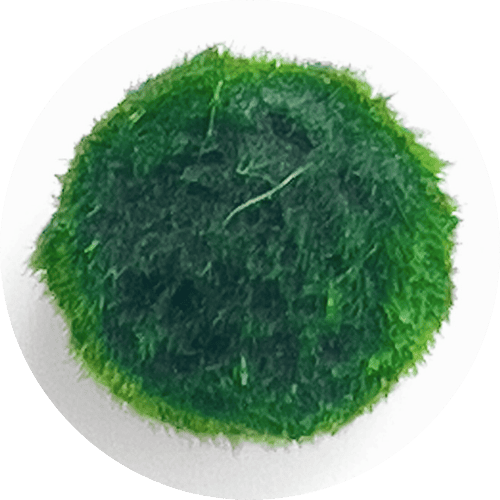 "Adopta a tu segundo Marimo" - SlowBotanics