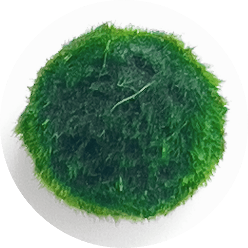 "Adopta a tu tercer Marimo" - SlowBotanics