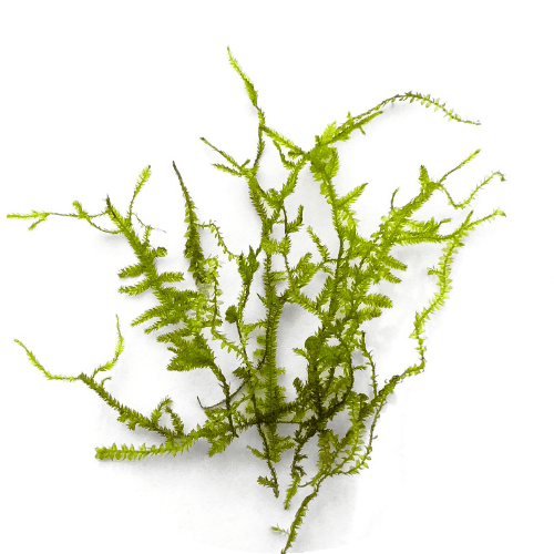 Alga flotante - SlowBotanics