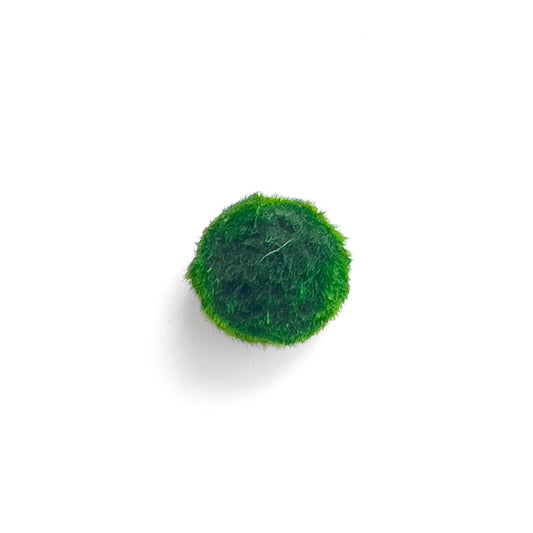 🎁 Marimo mini
