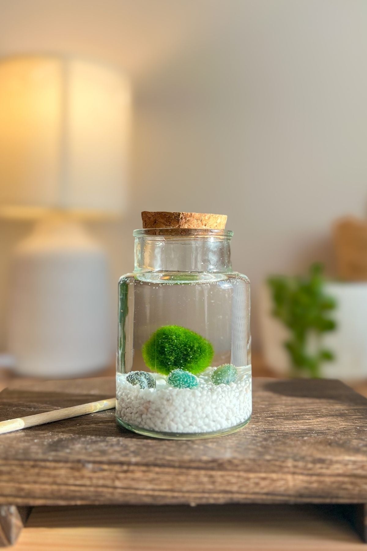 Marimo Original – 10 años - SlowBotanics