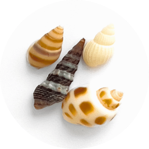 Conchas marinas