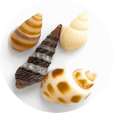 Conchas marinas