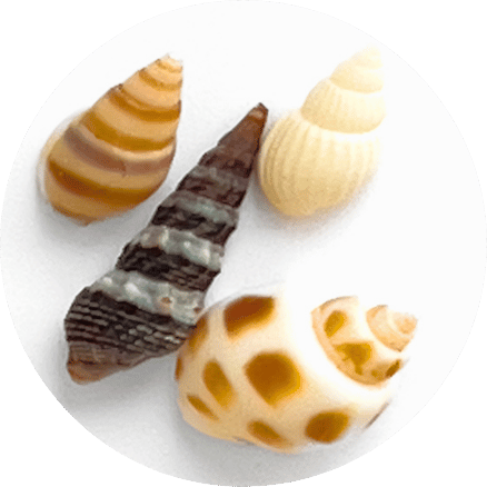 Conchas marinas