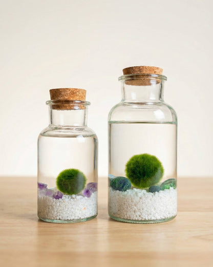 Marimo Original