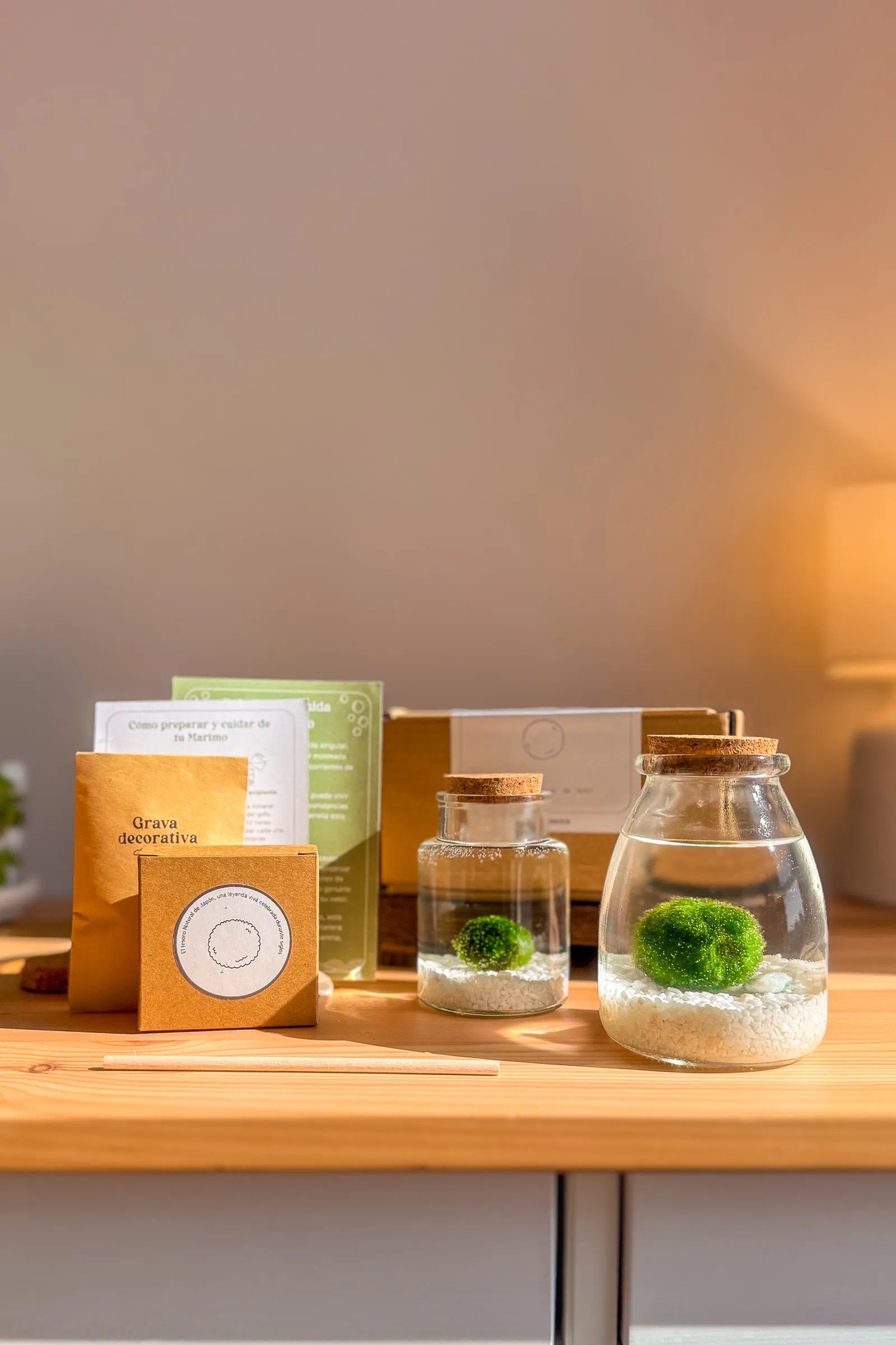 Marimo auténtico japonés, tesoro Natural de Japón, en frascos grandes con dos bolas de musgo japonesas, símbolo de calma y bienvenida