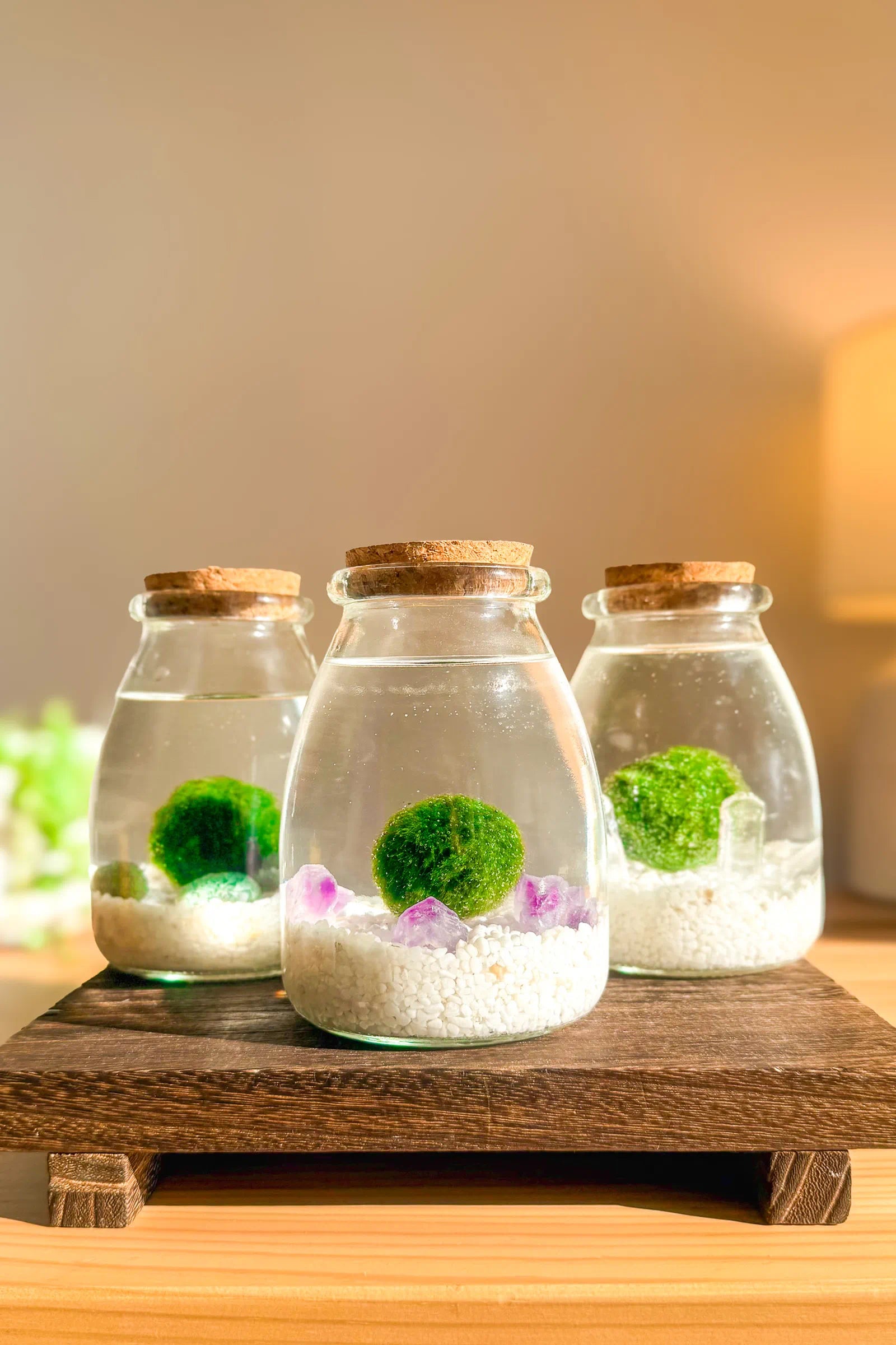 Kits de tres Marimo Original de Slow bontanics, regalo perfecto japón