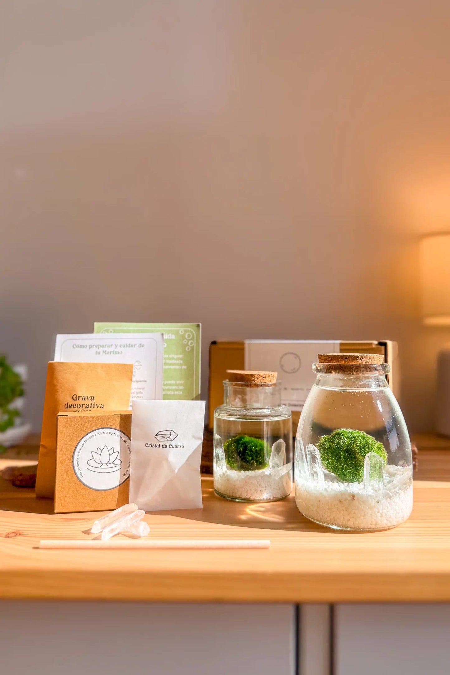 Marimo auténtico japonés, tesoro Natural de Japón, en frascos grandes con dos bolas de musgo japonesas, símbolo de calma y bienvenida