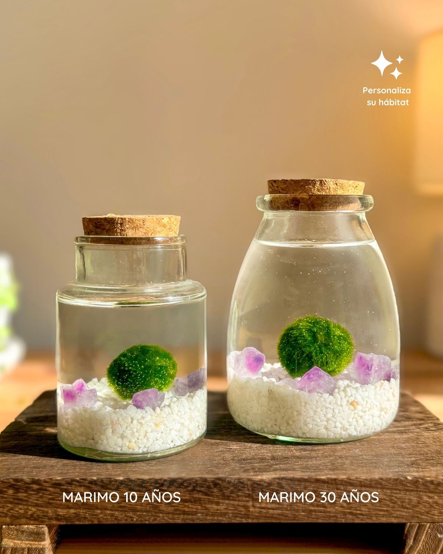 Kit Marimo Original
