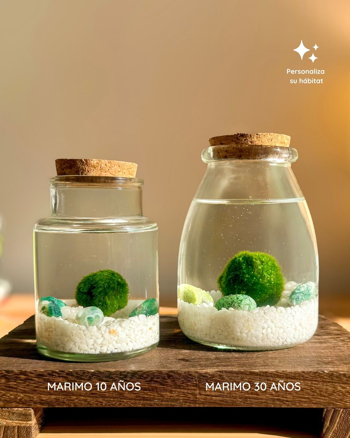 Kit Marimo Original