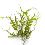Alga flotante - SlowBotanics