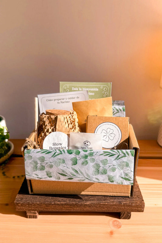 Kit de marimo auténtico japonés Satori de ágata musgo con cuidados e historia tradicional japonesa