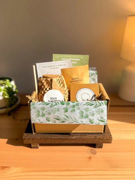 Kit de Marimo Original japonés sencillo con instrucciones, planta japonesa simbólica y de bajo mantenimiento