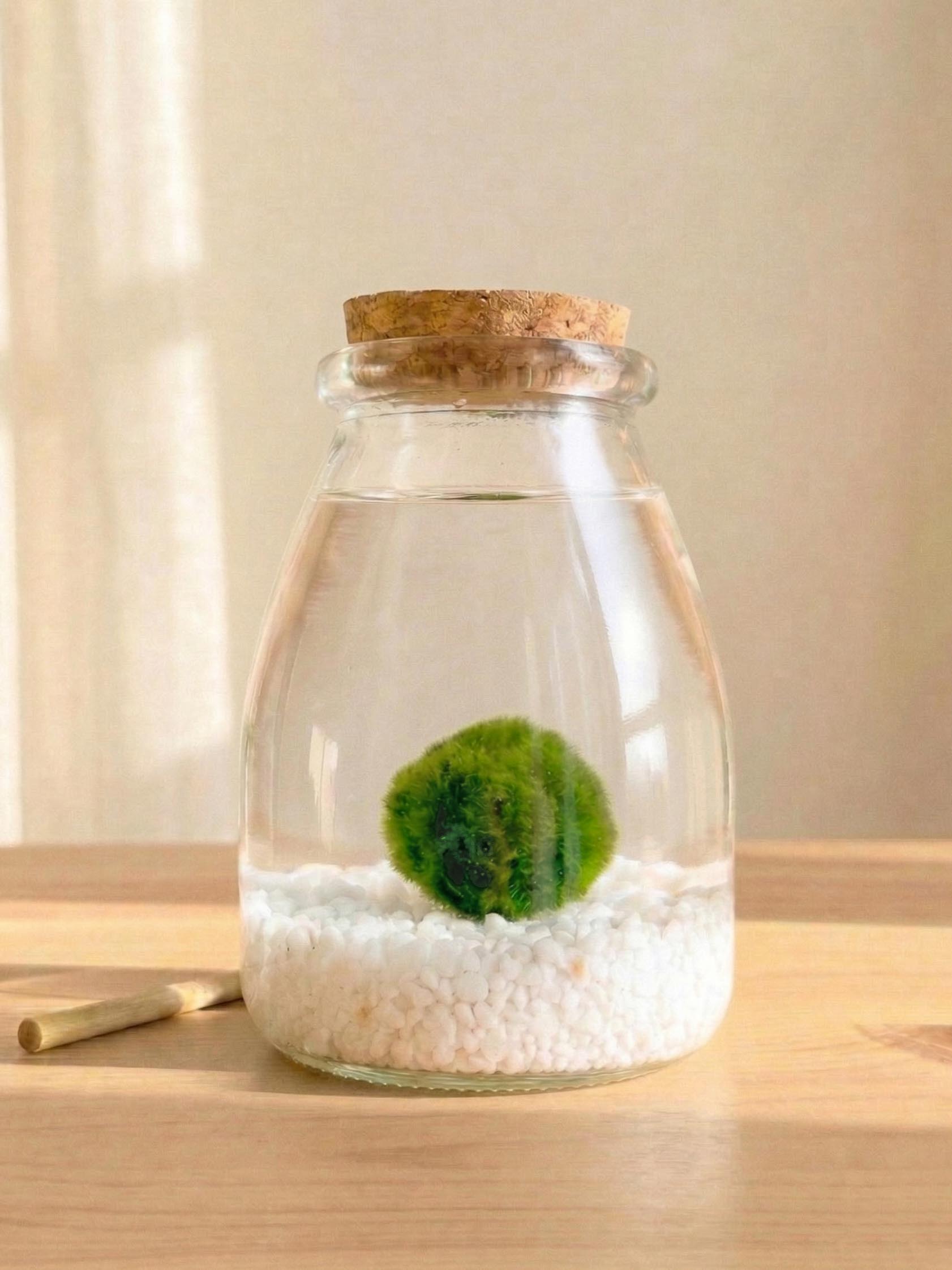 Marimo Original | Adopta tu Marimo: El tesoro Natural de Japón ...