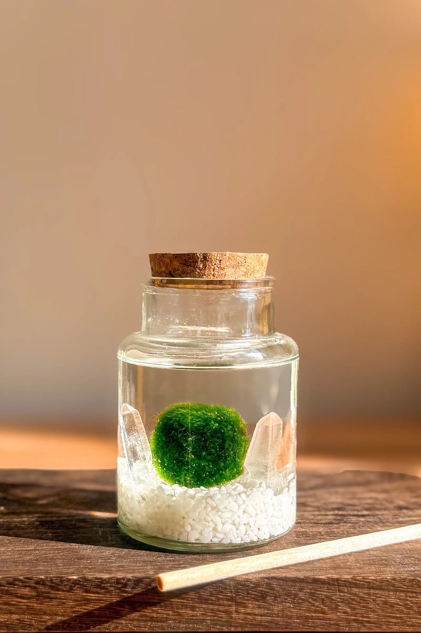 Marimo auténtico japonés Okaeri de cuarzo en frasco grande de 30 años, decoración japonesa y planta acuática original