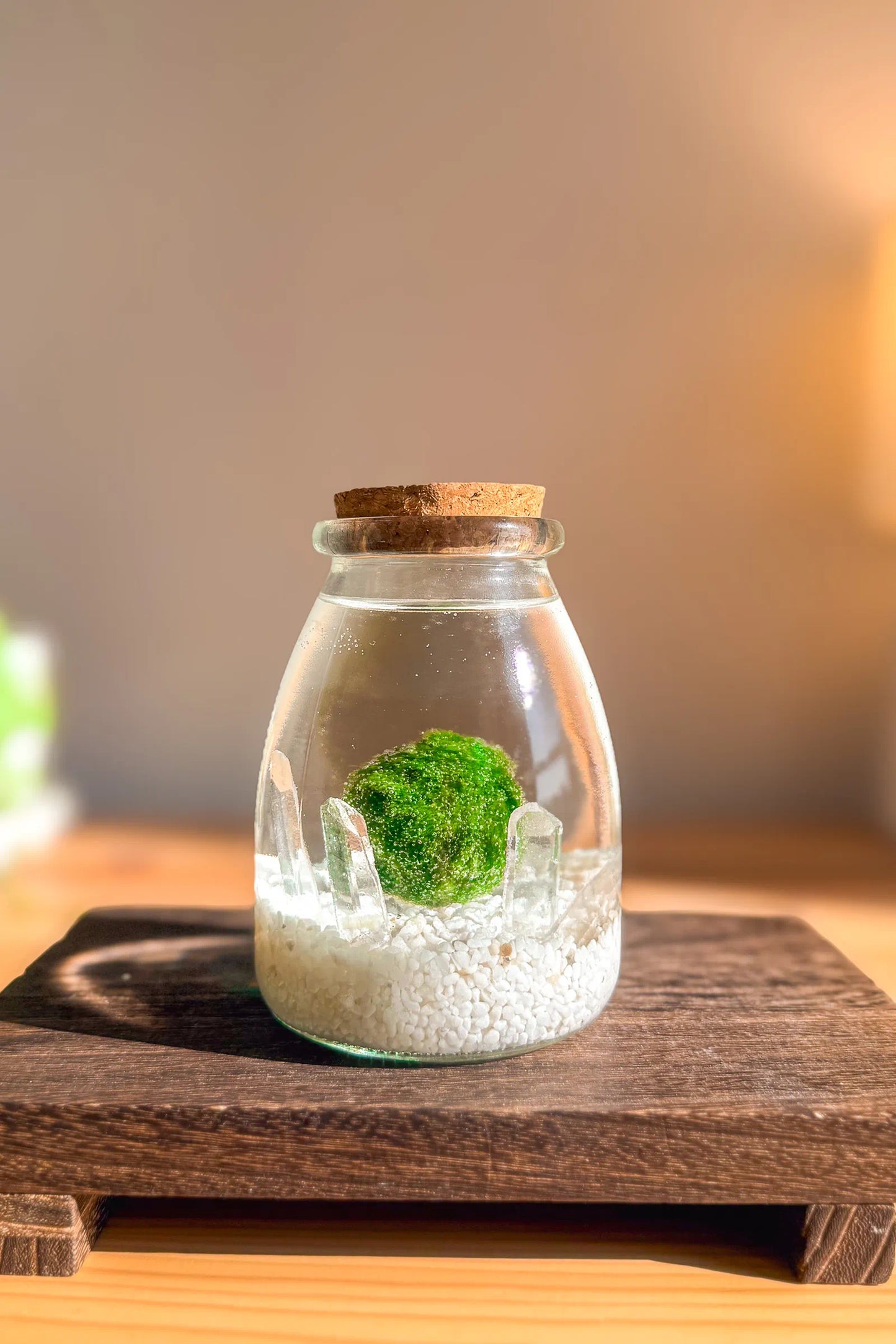 Marimo auténtico japonés Okaeri de cuarzo en frasco grande de 30 años, decoración japonesa y planta acuática original