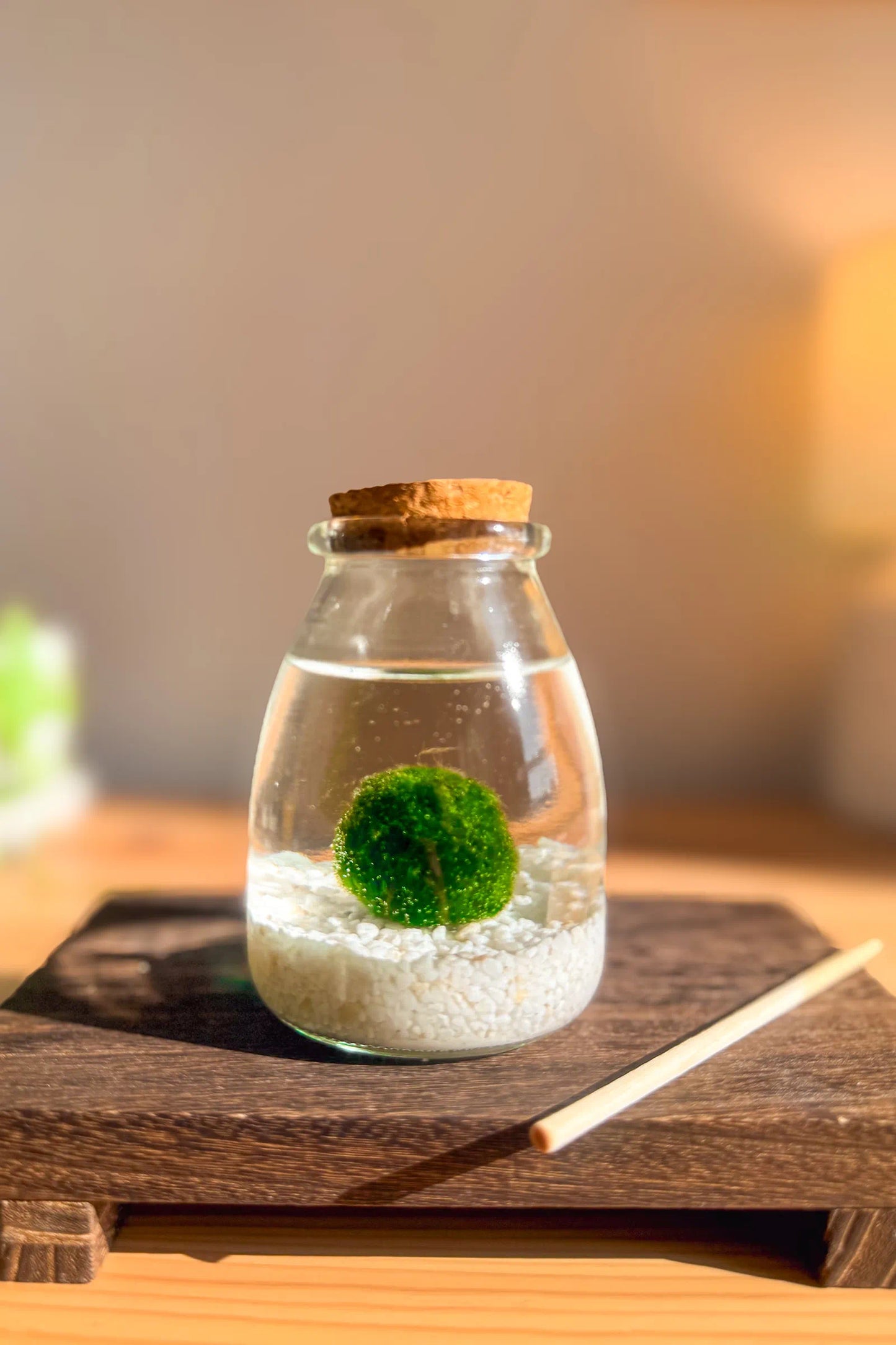 Marimo auténtico japonés personalizable en frasco grande de 30 años, decoración acuática japonesa