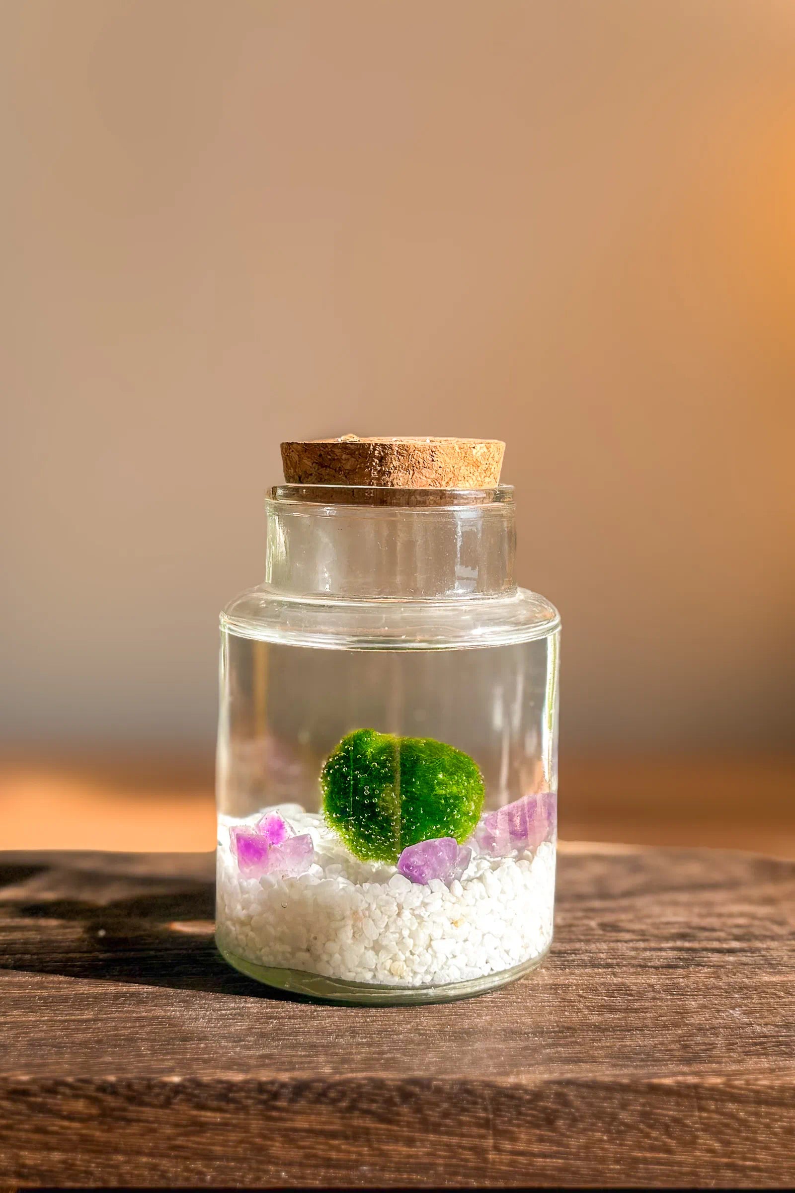 Marimo auténtico japonés Sakura de amatista en frasco pequeño de 10 años, planta acuática japonesa fácil de cuidar y regalo original inspirado en Japón