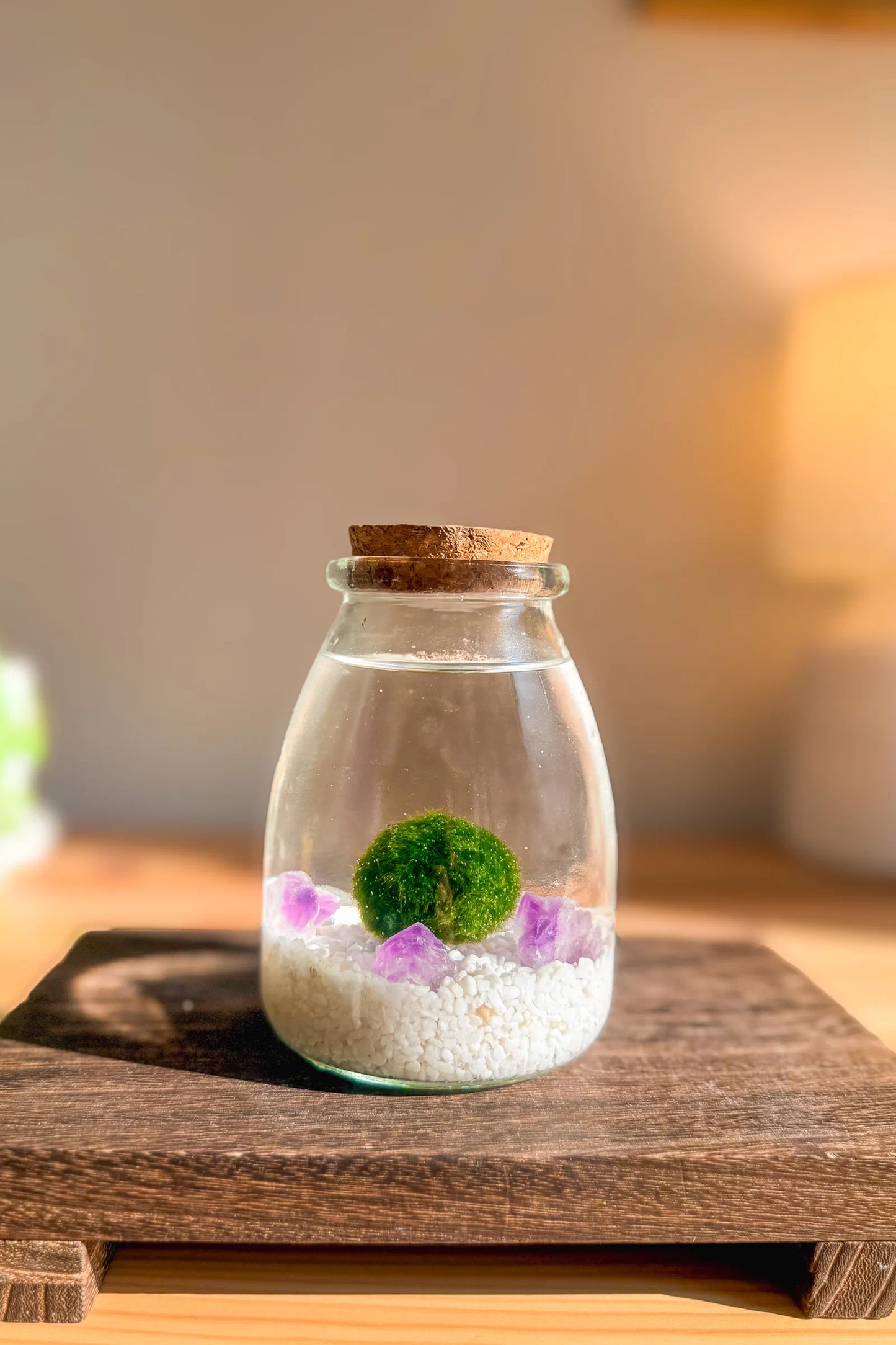 Marimo auténtico japonés Sakura de amatista en frasco grande de 30 años, bola de musgo japonesa para decoración japonesa minimalista