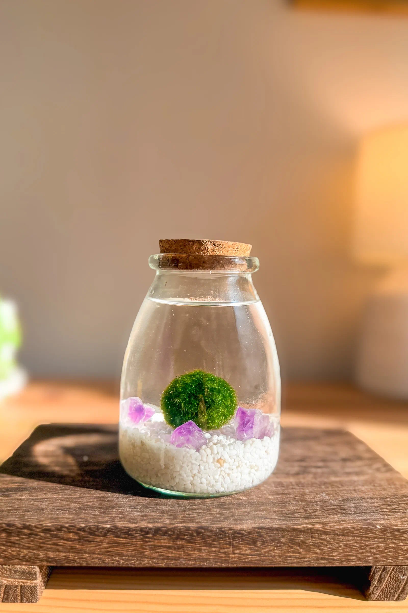 Marimo auténtico japonés Sakura de amatista en frasco grande de 30 años, bola de musgo japonesa para decoración japonesa minimalista