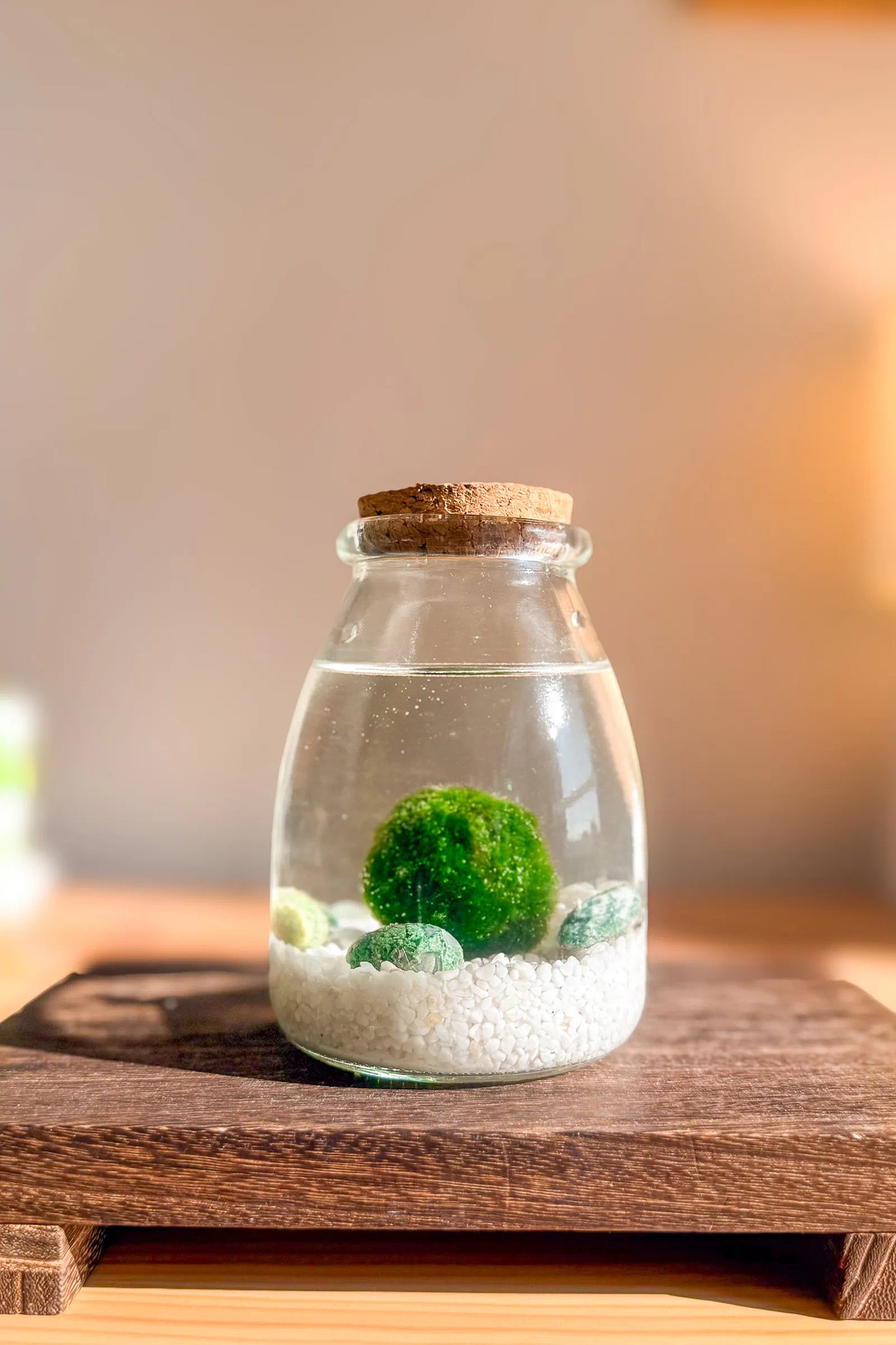 Marimo Original japonés Satori de ágata musgo en frasco grande de 30 años, decoración japonesa y planta acuática minimalista