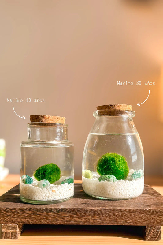 Marimo auténtico japonés Satori de ágata musgo en frascos grandes con dos bolas de musgo japonesas, símbolo de renovación y nuevos comienzos