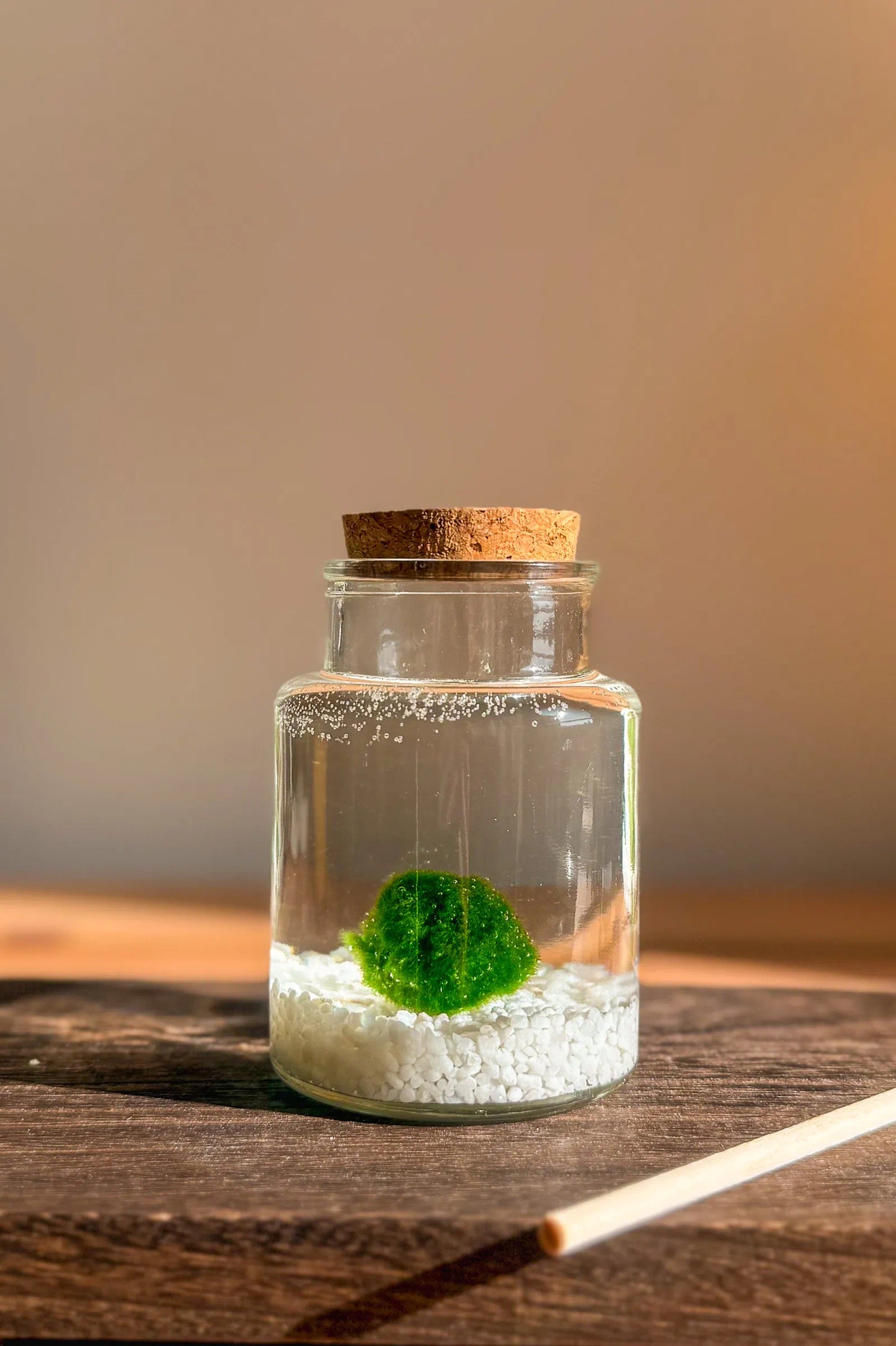 "Marimo auténtico japonés sencillo en frasco pequeño de 10 años, planta japonesa fácil de cuidar
