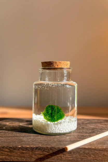 "Marimo auténtico japonés sencillo en frasco pequeño de 10 años, planta japonesa fácil de cuidar