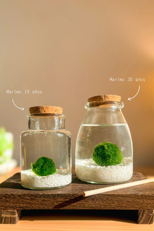Marimo japonés en frascos grandes, dos bolas de musgo japonesas, planta acuática minimalista