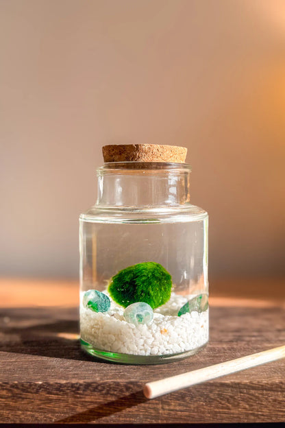 Marimo original japonés Satori de ágata musgo en frasco grande de 30 años, decoración japonesa y planta acuática minimalista