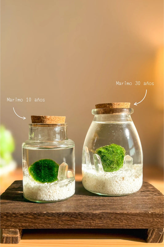 Marimo Original Okaeri de cuarzo en frascos grandes con dos bolas de musgo japonesas, símbolo de calma y bienvenida al hogar