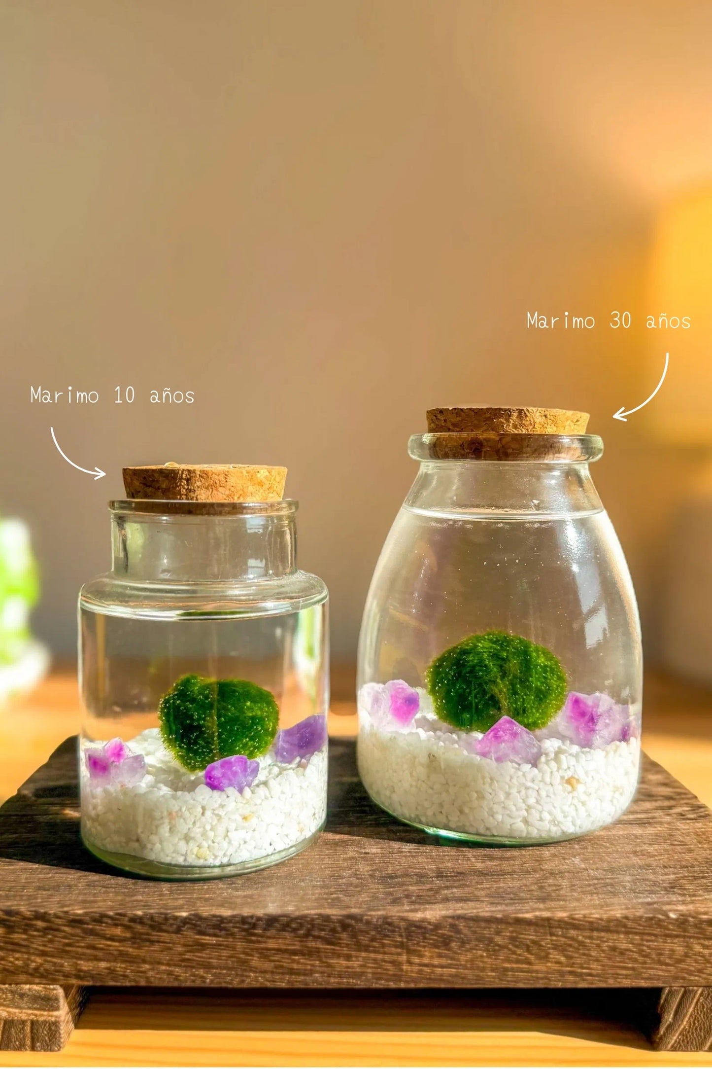 Marimo Original Sakura de amatista en frascos grandes con dos bolas de musgo japonesas auténticas, regalo japonés para deseos y buena fortuna, Slow Botanics