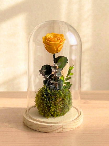 Rosa Eterna en Cúpula